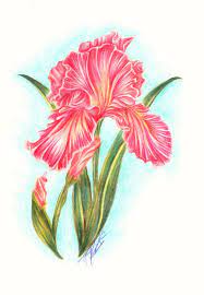 Pink Iris Print By Chiralart On Etsy Flower Drawing Iris Painting Flower Artwork