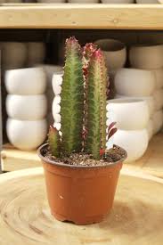 Image result for Euphorbia rubriflora