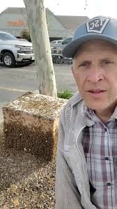 #savemart I deserve a free jar of peanut butter for this #BeeRescue  @thatkidzac_ @capalot.ry.ry #kingsburg #skykittens #beetok  #centralcalifornia #559