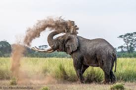 Pin By Natural Art Co On Animals Animals Beautiful Animals Wild Animal Photo