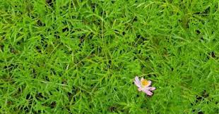 See more of khasiat daun bidara on facebook. Susu Igg Plus Di Sepanjang Jalan Dari Pendang Khasiat Daun Ulam Raja Utk Risa Ghisa Dan Lain Lain