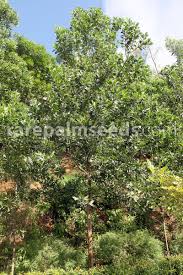 Image result for Acacia mangium