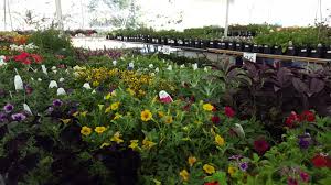 Check spelling or type a new query. Buy Your Blooms At These Area Flower Markets This Spring Dcist