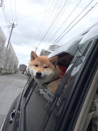 ヘッヘッヘ クルマに乗ってるぜ 大型犬 柴犬 犬