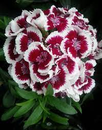 Pin On Flowers For Every Country State