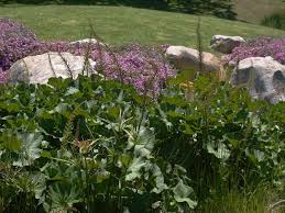 Image result for Gunnera perpensa