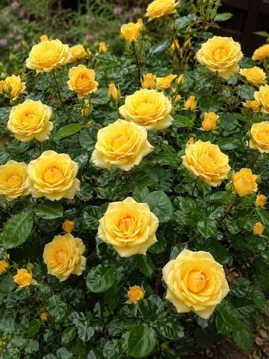 This is the last yellow rose of the season.❤ . . #rose #roseflower #floweroftheday #9vaga_rose9 #instarose