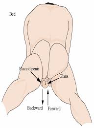 Diagram of the prone masturbation training method. Patients lay on... |  Download Scientific Diagram