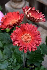Gerbera Flower Farming Best Flower Wallpaper