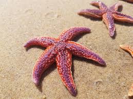 Free Image On Pixabay Sea Star Star Sea Sea Star Cute Animal Photos Sea