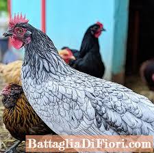 Ayam petelur tipe sedang memiliki memiliki tipe ganda (dwi guna), sebagai pengasil telur. Keturunan Daging Dan Telur Ayam Berkebun 2021