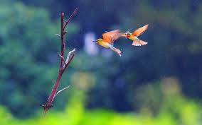 Two Birds Flying In The Sky Drawing Download Bird Birds Wallpaper Full Hd Wallpapers 1920 1080 Birds Image Wallpapers 57 Wallpapers Adorable Wallpapers Animals Bird Wallpaper Animal Pictures