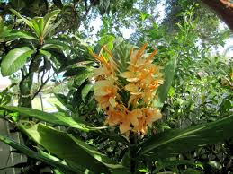 Image result for Helichrysum moggii