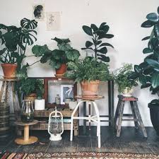 welche pflanze fur welches zimmer 7 geniale und hilfreiche ideen wohnzimmer pflanzen pflanzen zimmer schlafzimmer pflanzen