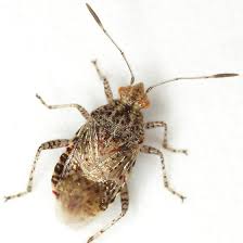 Image result for Nesaea linearis