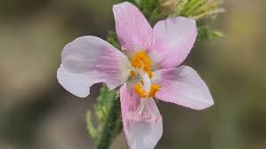 Image result for Hibiscus aponeurus