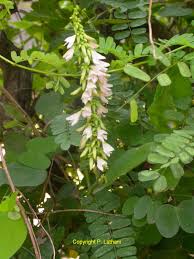 Image result for Erythrococca atrovirens