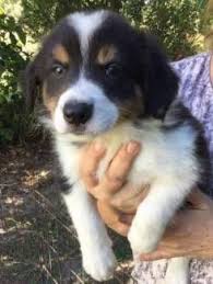 Black And Brown Border Collie Puppy Purebred Border Collie Pups For Sale Tri Black And Tri Blue Merle Dogs Puppies Gumtree Australia Bundaberg Su Border Collie Puppies Dogs And Puppies Dogs
