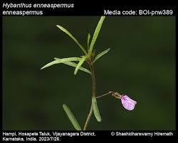 Image result for Afrohybanthus enneaspermus