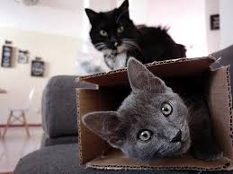 For instance schwartz states, a cat that begins to urinate on the owner's bed when left alone may have separation anxiety syndrome but could continue to urinate on the bed even when the owner is home because the behavior is maintained by other things, such as environmental cues. Help My Cat Keeps Pooping On The Carpet Journey Dog Training