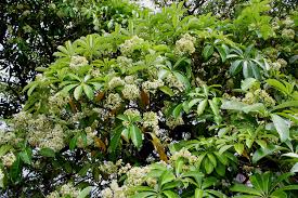 Image result for Alstonia