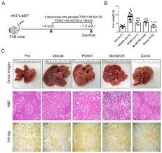 For example, a white ribbon stands for lung cancer awareness. Cancers Special Issue Models Of Experimental Liver Cancer