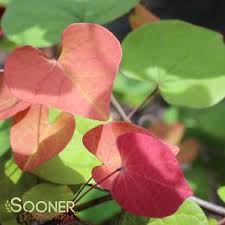They're beautiful on the tree, but we also like snipping a few stems for interior décor. Flame Thrower Redbud Buy Online Best Prices
