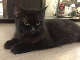 Harga kucing persia termasuk kucing yang sering dicari oleh para catlovers. Terjual Kucing Persia Betina Full Black Hitam Kaskus