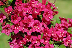 Nous avons créé des kits haies d'arbustes persistants Top 20 Des Plus Beaux Arbustes A Fleurs M6 Deco Fr