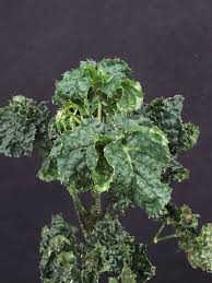 Image result for Afrosciadium