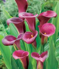Plantasonya Copo De Leite Ou Calla Zantedeschia