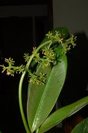 Image result for Costularia