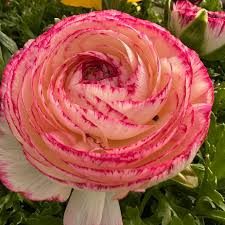 Image result for Ranunculus raeae