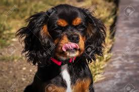 Check spelling or type a new query. Black And Tan Cavalier King Charles Spaniel Dog Tongue Out Stock Photo Picture And Royalty Free Image Image 97930512