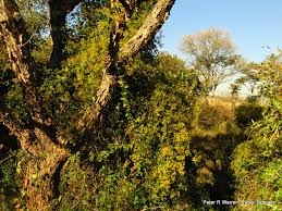 Image result for Senecio deltoideus