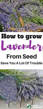 Learning How To Grow Lavender From Seed Can Be Fun And Interesting To Help You On This Matter Here S This Art Growing Lavender Lavender Seeds Lavender Garden