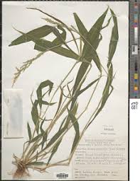 Image result for Setaria pseudaristata