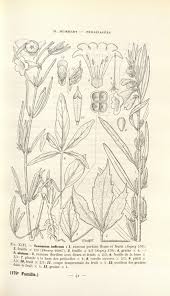 Image result for Sesamum alatum