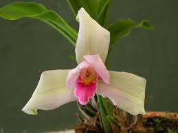 Image result for Phaius occidentalis