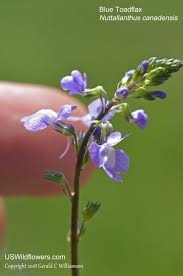 I've never been able to tell what are weeds when they start to come up around the flowers and then they start strangling the plant maybe now i will! Us Wildflower S Database Of Blue Wildflowers For Georgia