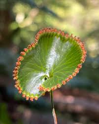 Image result for Hymenophyllum capillare