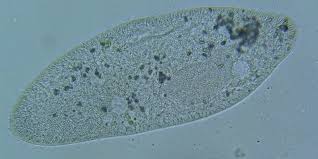 We did not find results for: Paramecium Everything You Need To Know Microscope Clarity