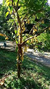 Pokok belimbing buluh atau nama saintifiknya averrhoa belimbi linn dan berasal dari keluarga oxalidaceae dan mempunyai nilai yang tinggi dari segi perubatan. Kebun Kota Kami Tanam Banyak Pokok Belimbing Buluh Facebook