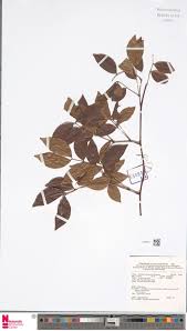 Image result for Entada chrysostachys