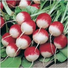بذر تربچه گرد دو رنگ Vegetable Seed Sprouting Seeds Seeds