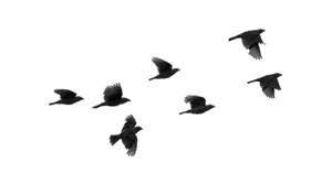 Birds In My Area App Picsart The Best Android App For Editing And Photoshop Cleverdroid Flying Bird Silhouette Birds Flying Bird Silhouette