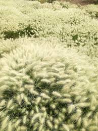 Image result for Cenchrus geniculatus