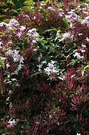 Image result for Jasminum bakeri
