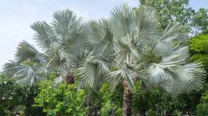 Regular watering and feeding are recommended for optimum growth. The Silver Bismarck Palm Tree