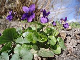 Image result for Viola abyssinica
